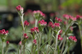 Antennaria dioica 'Rubra'Rozenkransje bestellen